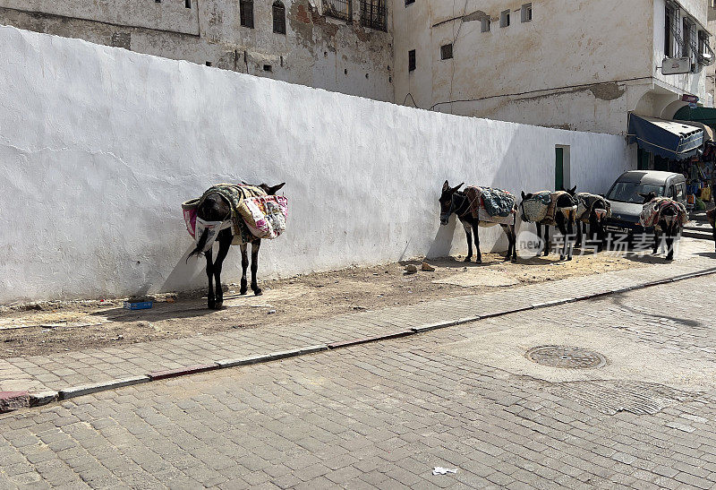 ⁨IMG_3640驴，Moulay Idriss Zerhoun⁩，⁨摩洛哥⁩